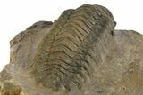 Multi-Toned Crotalocephalina Trilobite - Atchana, Morocco #323584-5